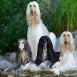 Meet your Posher, Violeta